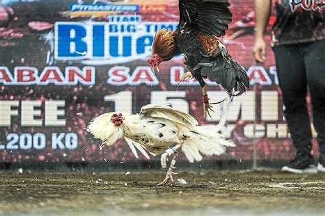 Online cockfighting wagers rake in billions in the Philippines.